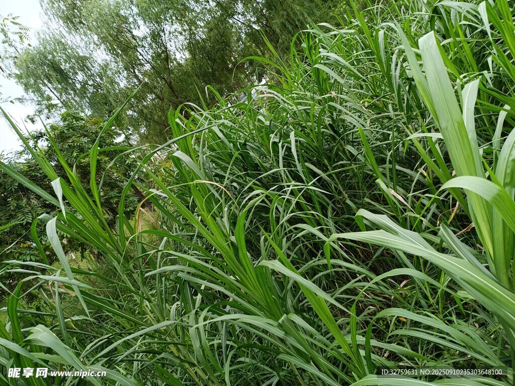 茂密翠绿的丛生植物