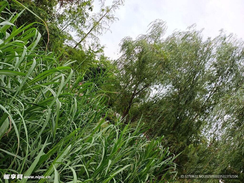 野外葱郁绿植景观