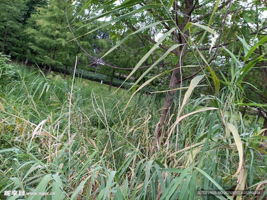 野外繁茂的绿植景观