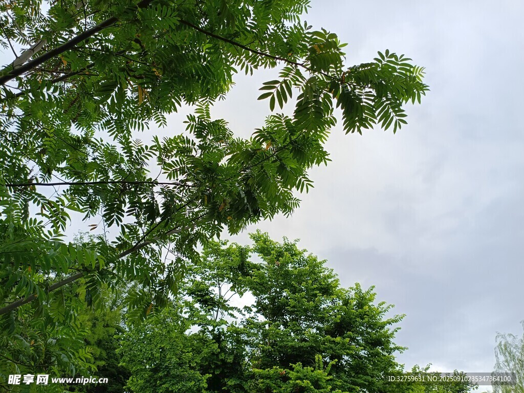 繁茂绿树映衬天空