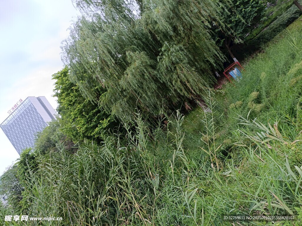 户外葱郁草地与绿植景观
