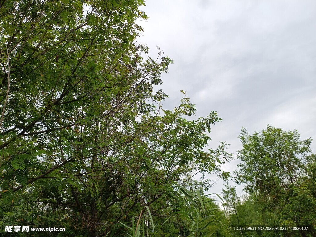 夏日绿树成荫的自然景象