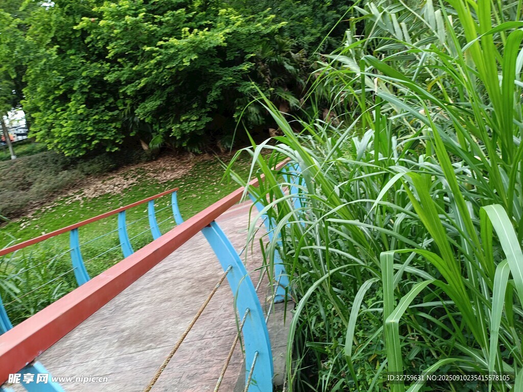 彩色步道旁的葱郁绿植