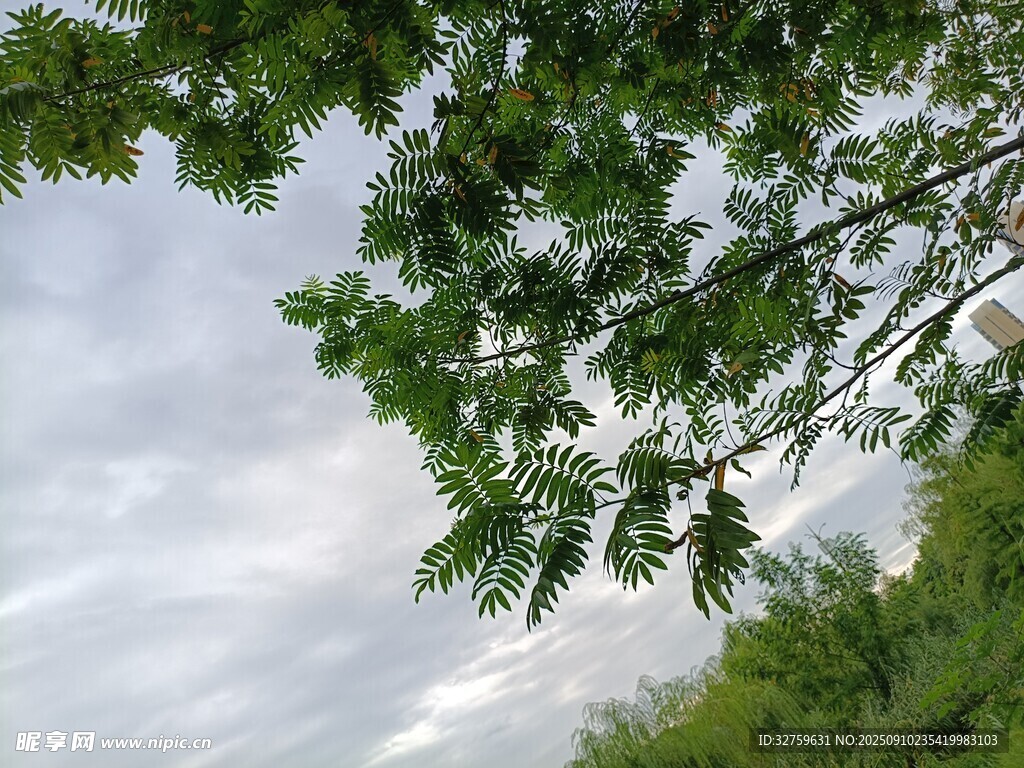枝叶间的天空美景
