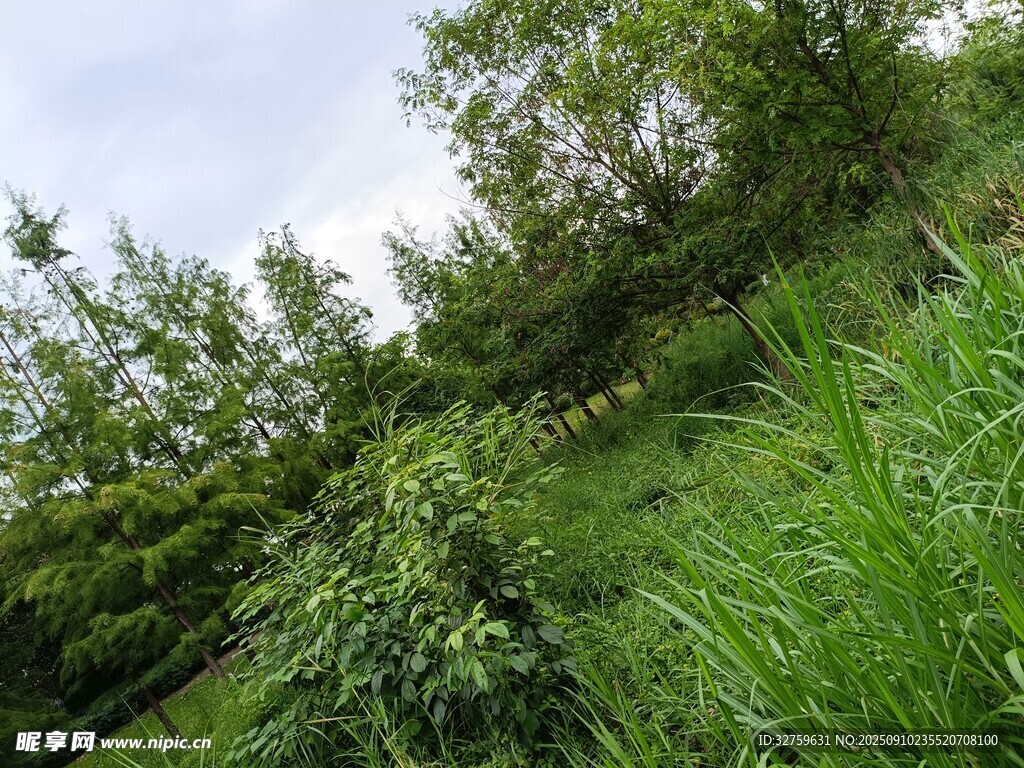 绿意盎然的山坡植被景观