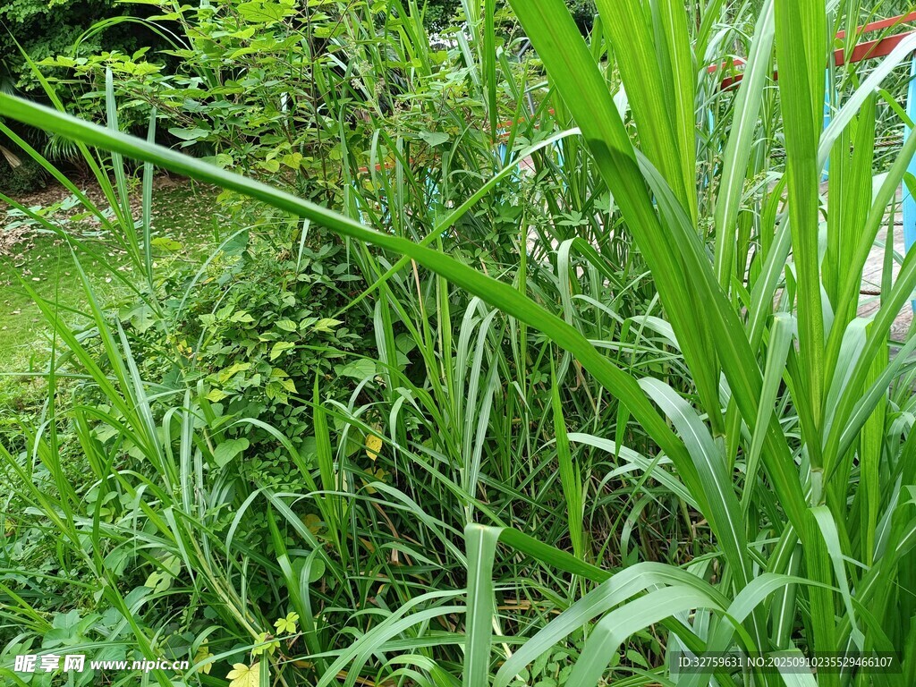 茂密绿植景观