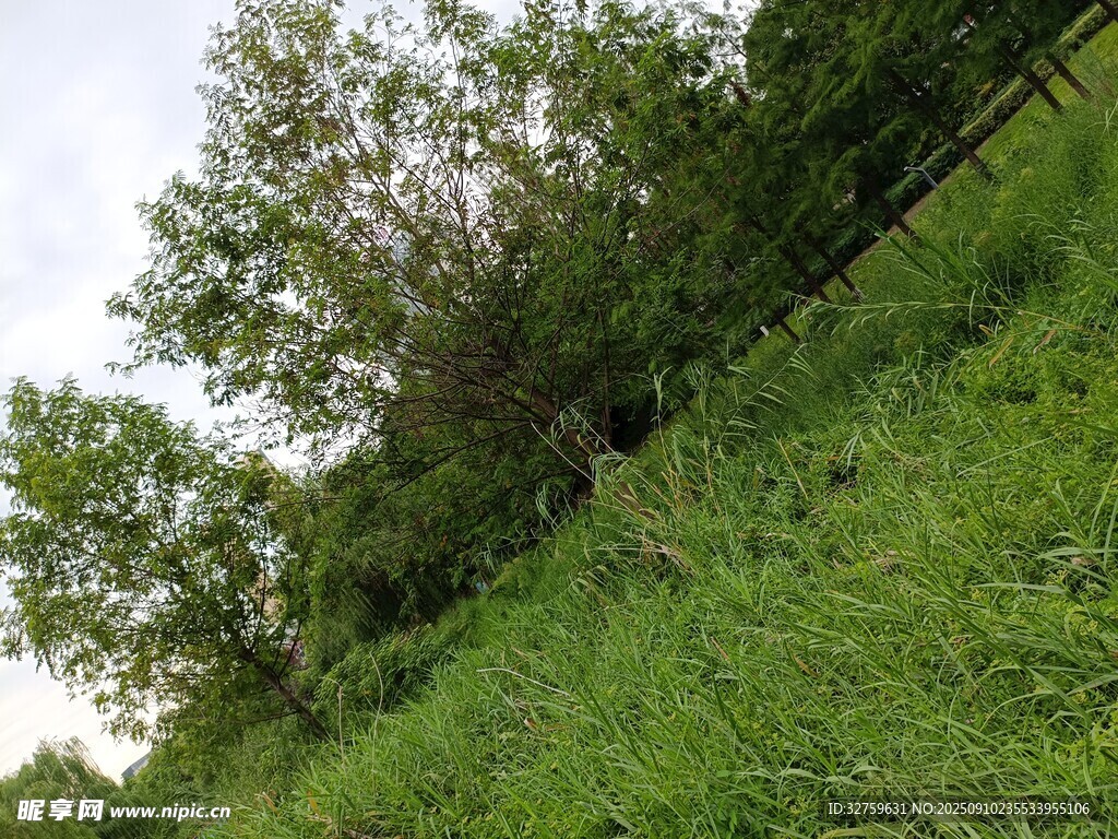 山坡上的绿树与草地