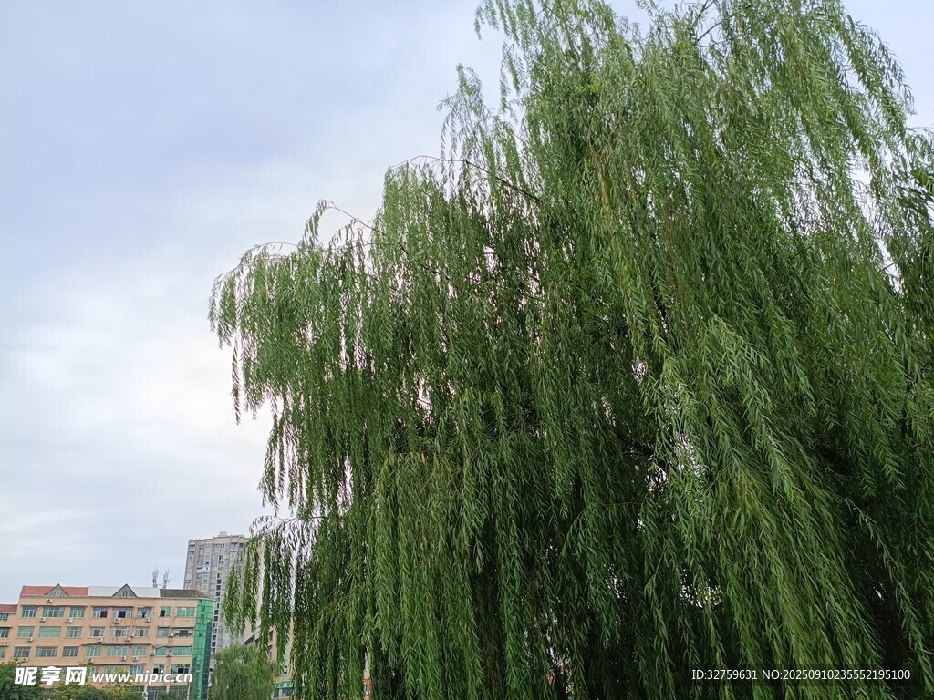 垂柳依依 