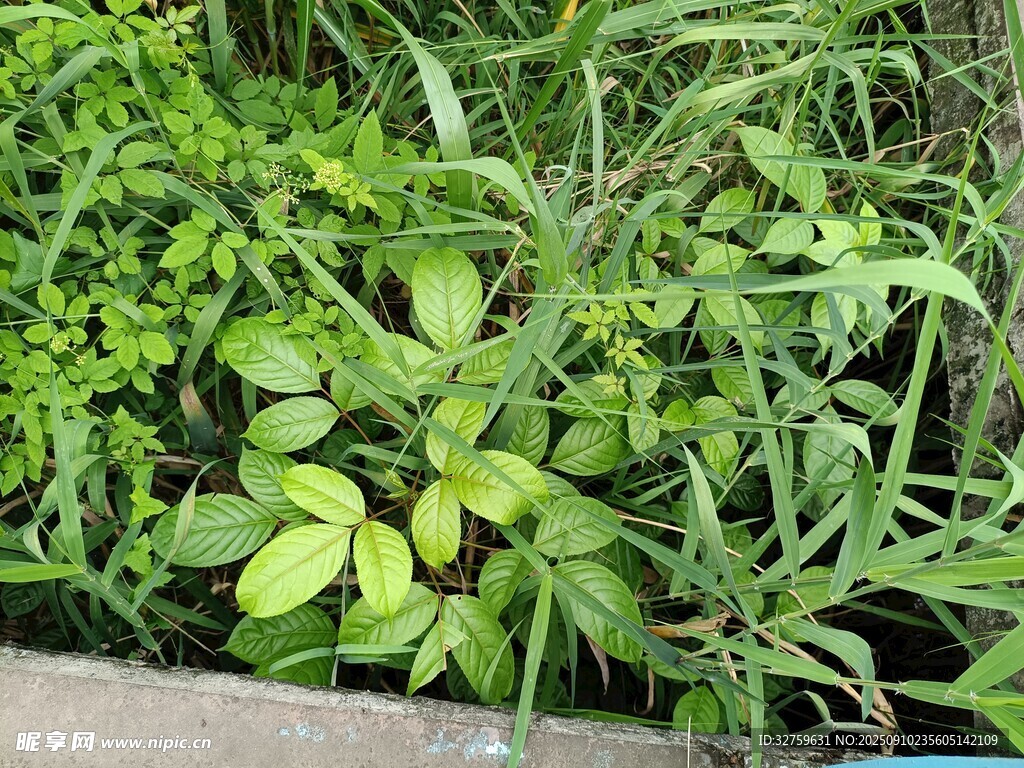 繁茂绿植景观