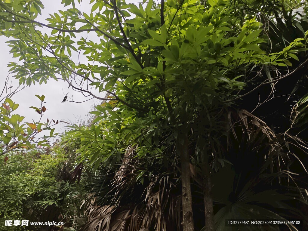 繁茂绿植 