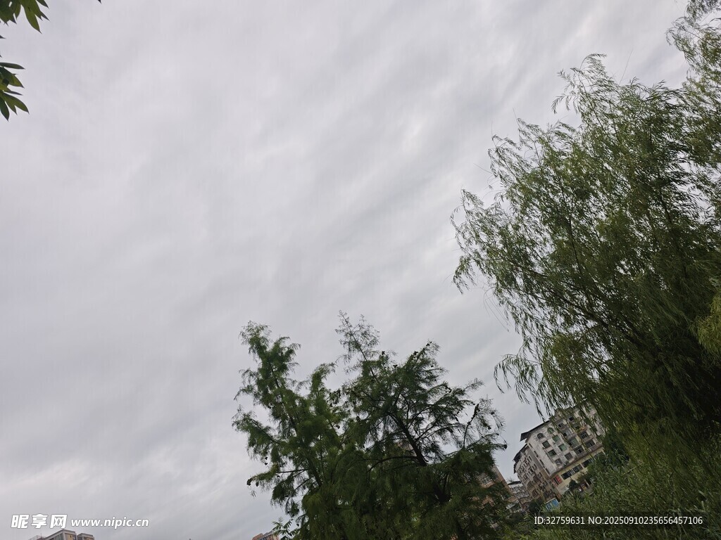 阴天树林景象