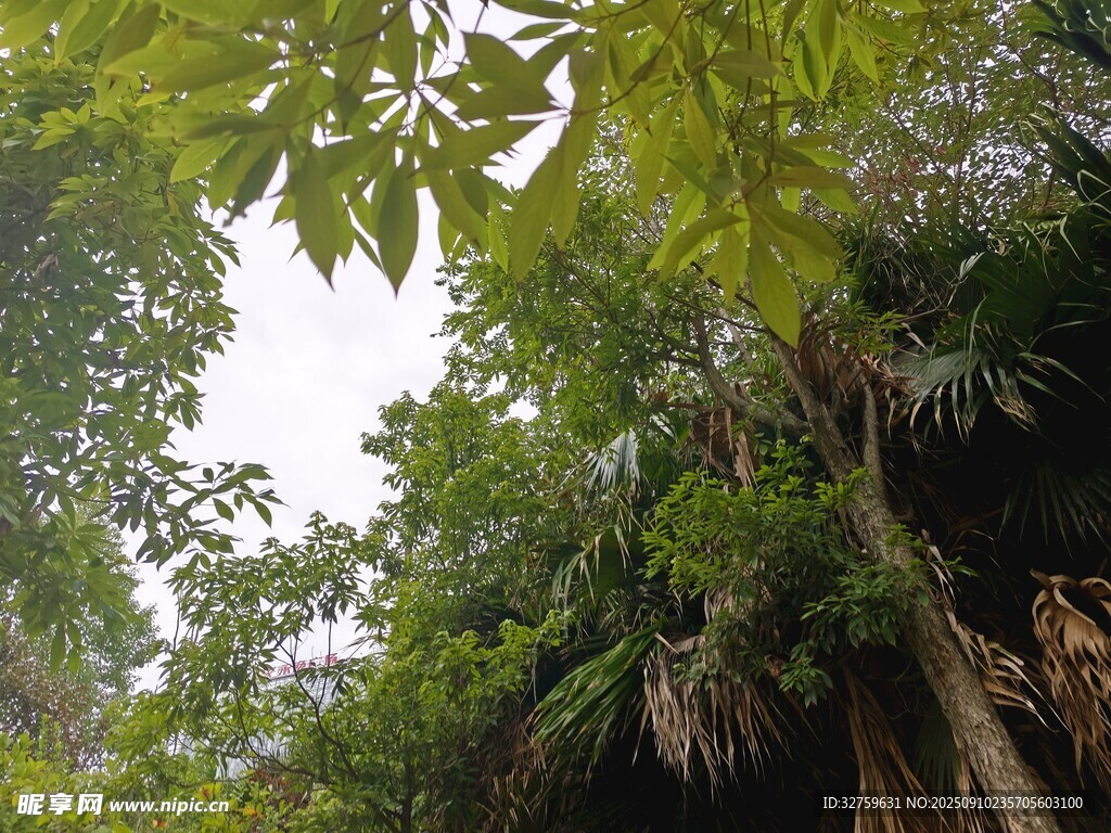 茂密丛林绿意盎然景象