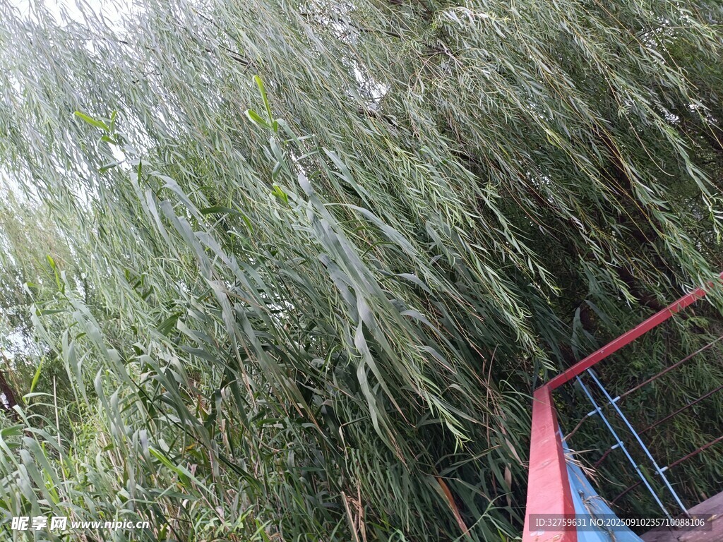 垂落的葱郁绿植与红栏杆