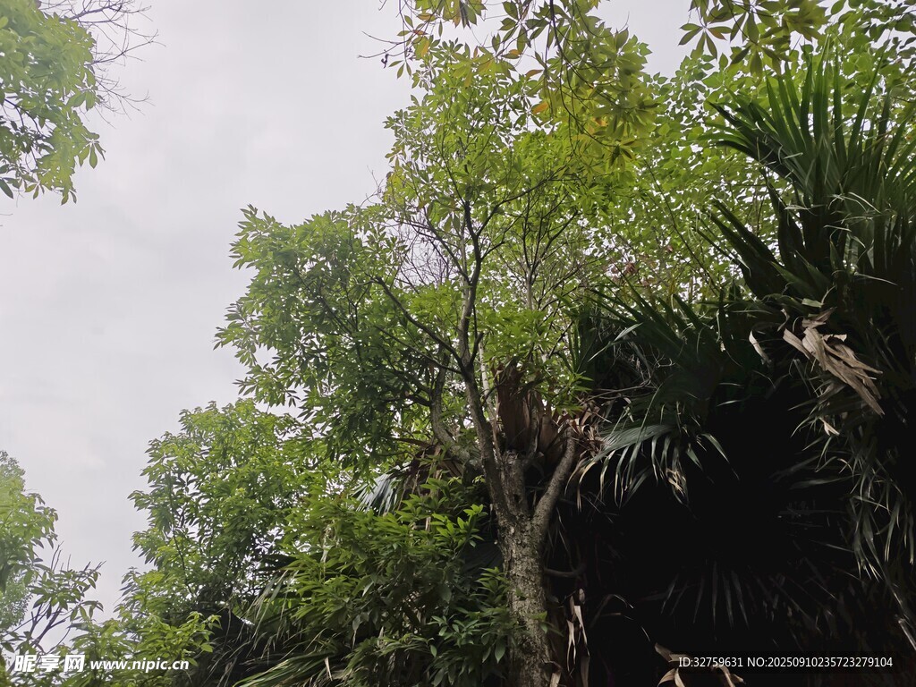 茂密树林中的高大树木