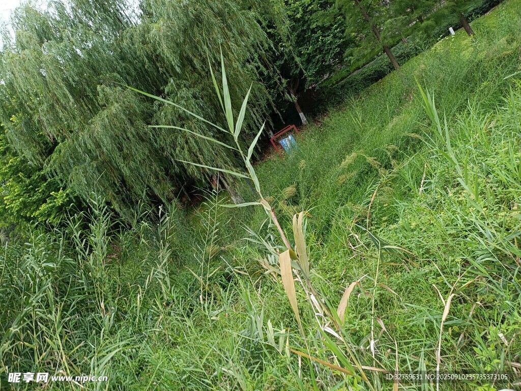 野外草地中的细长植物