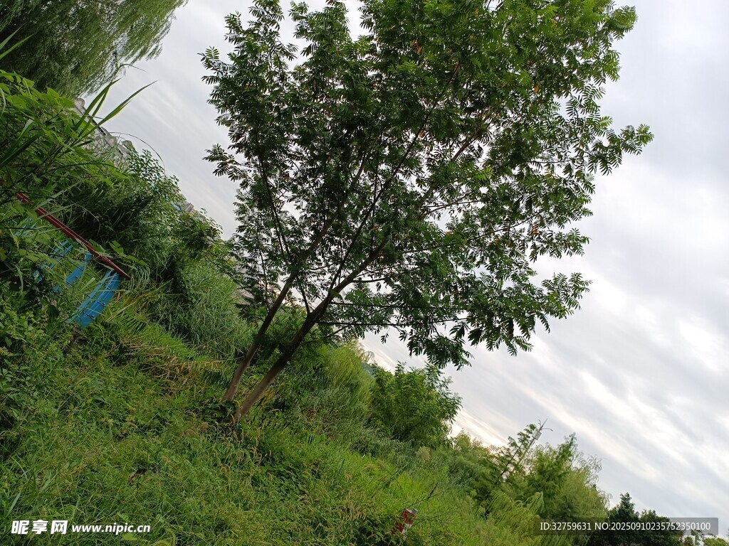 野外绿树与草地风景