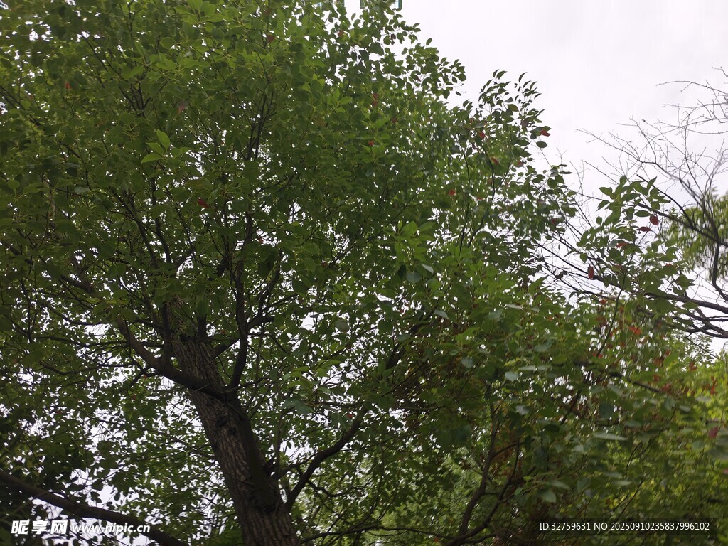 繁茂绿树 