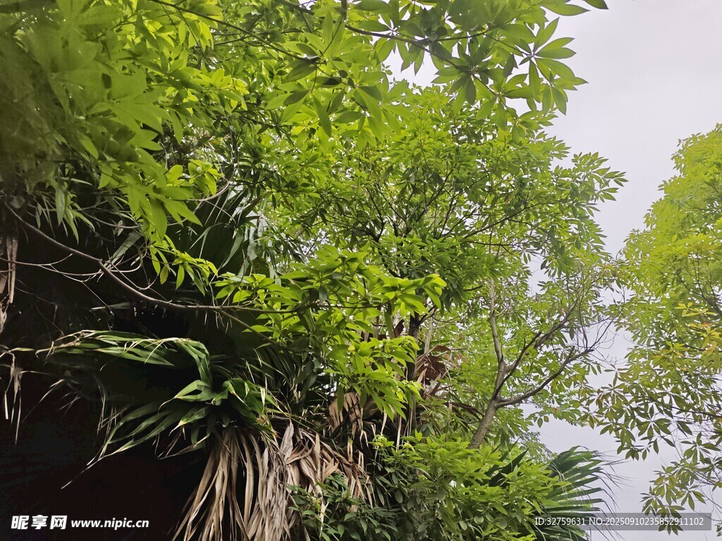 繁茂榕树林 