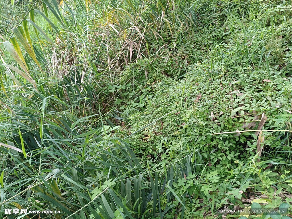 野外繁茂的绿色植物景观