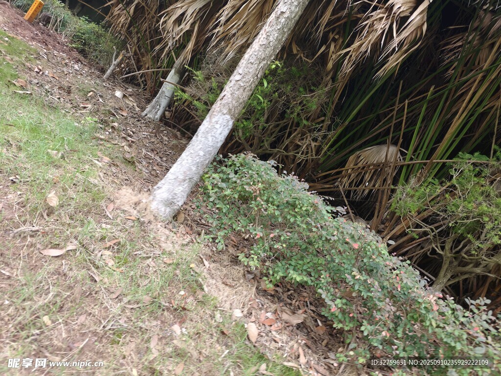 户外草地旁的树木与植被