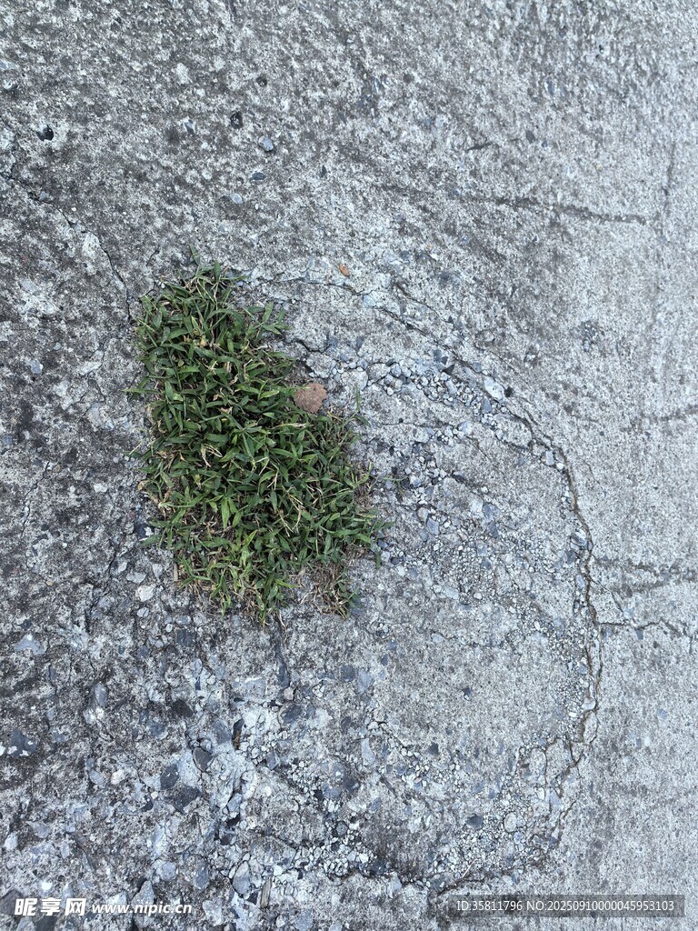 水泥地中的绿色植物