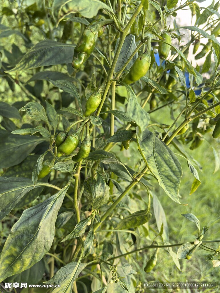 田间生长的绿色辣椒植株