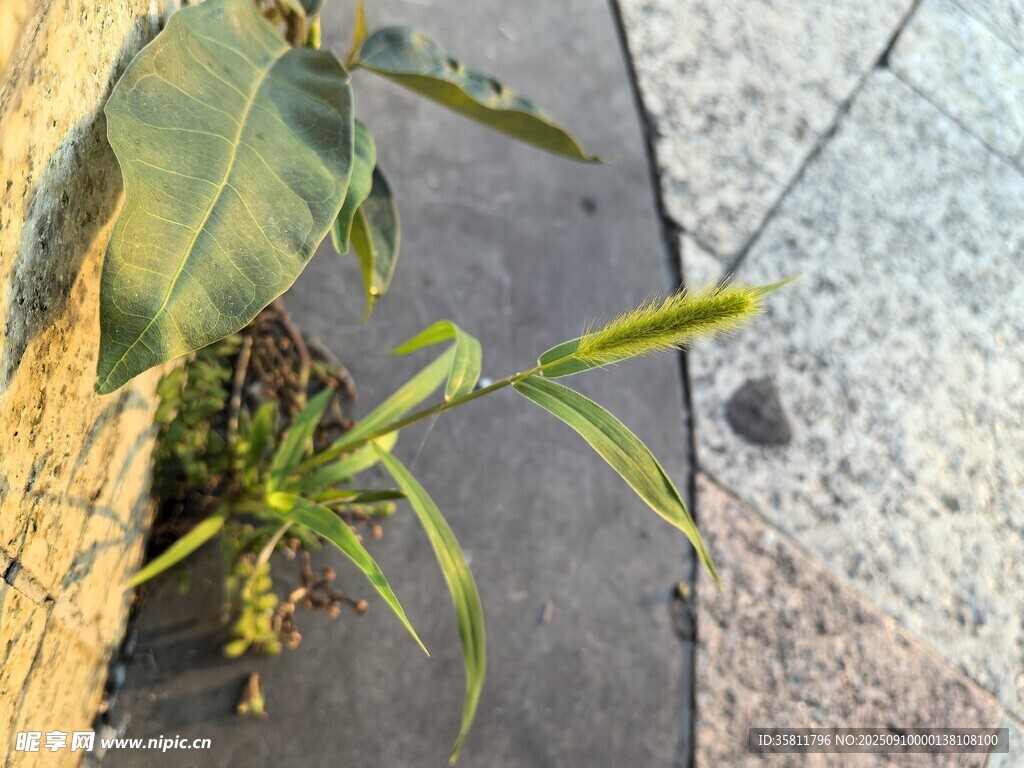 墙角生长的嫩绿植物