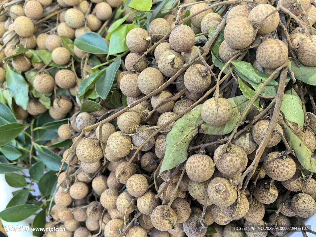 饱满龙眼挂满枝头
