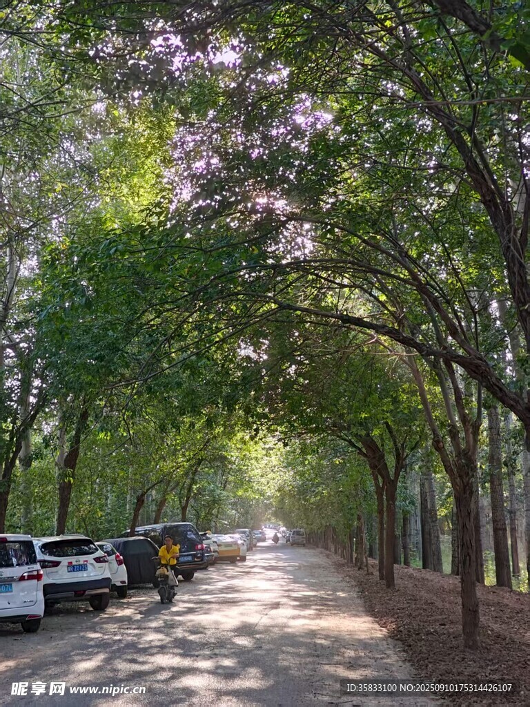8月清晨林荫道上的宁静风景