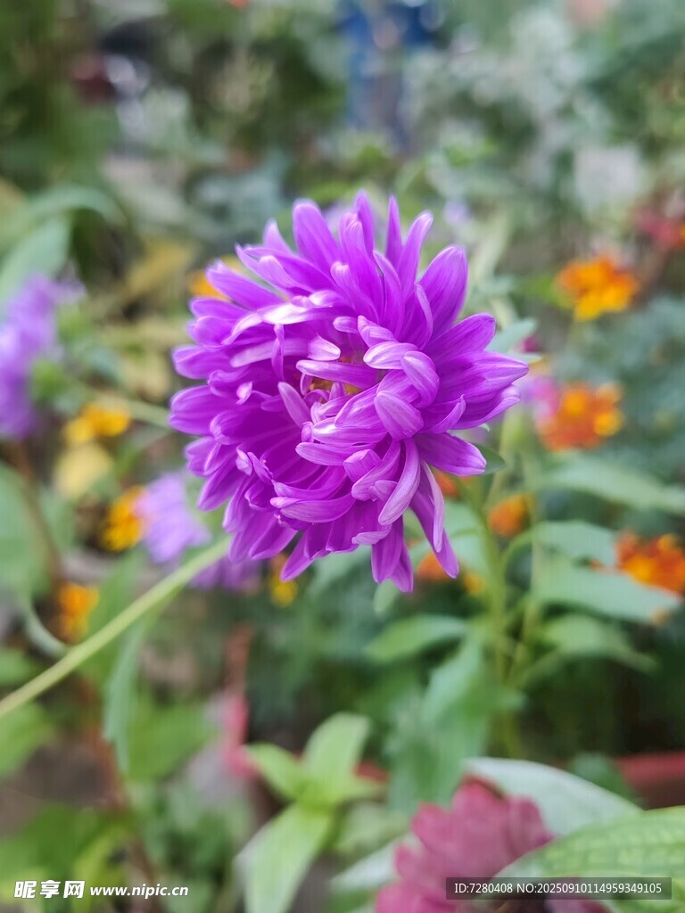 紫色大丽花绽放