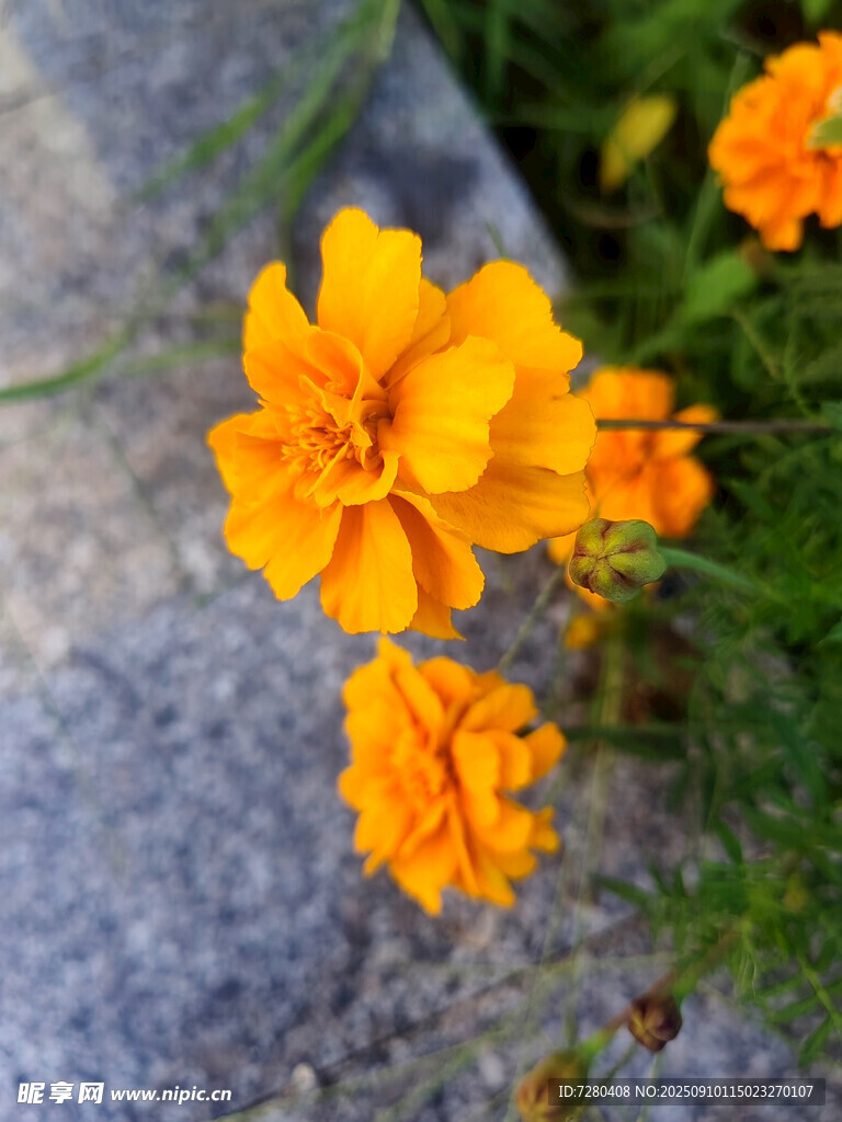 石缝中绽放的橙色花朵