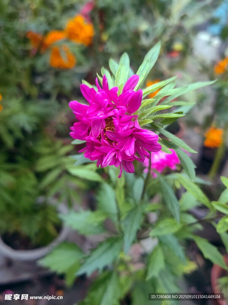 娇艳粉色花朵绽放
