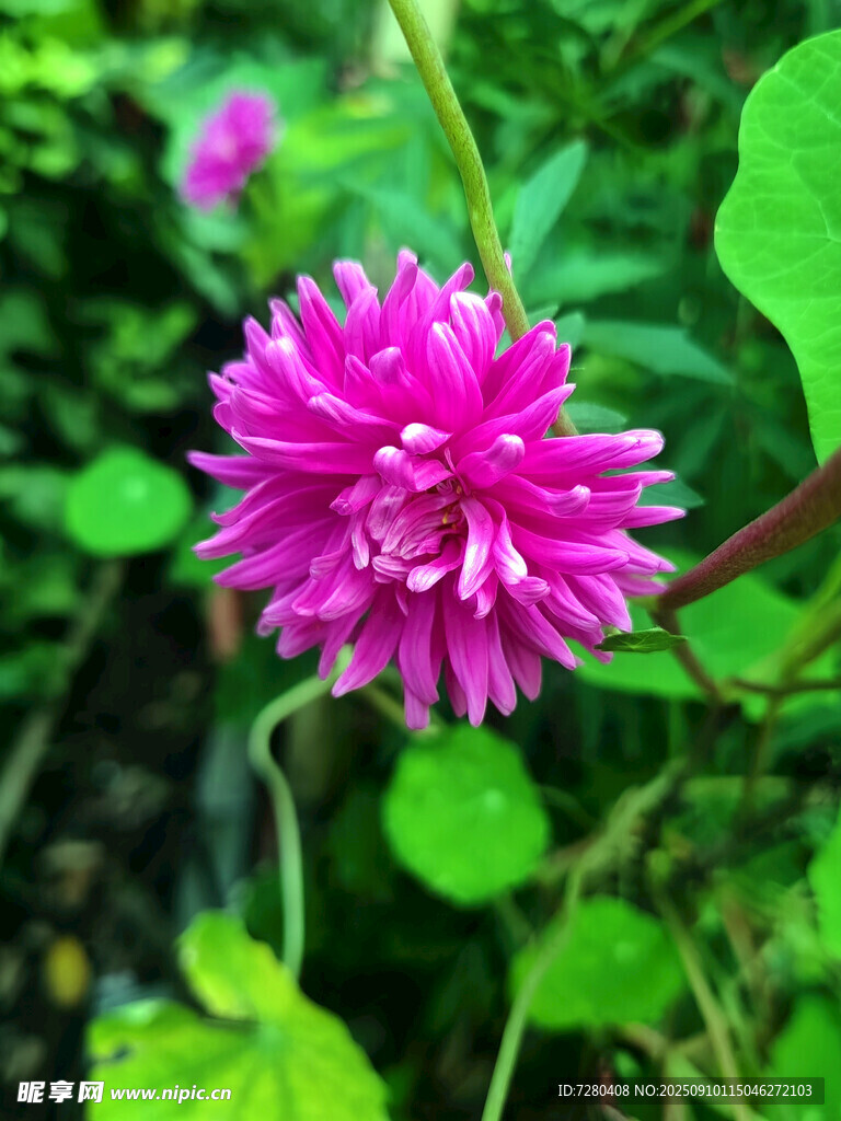 娇艳粉色花朵绽放绿叶间