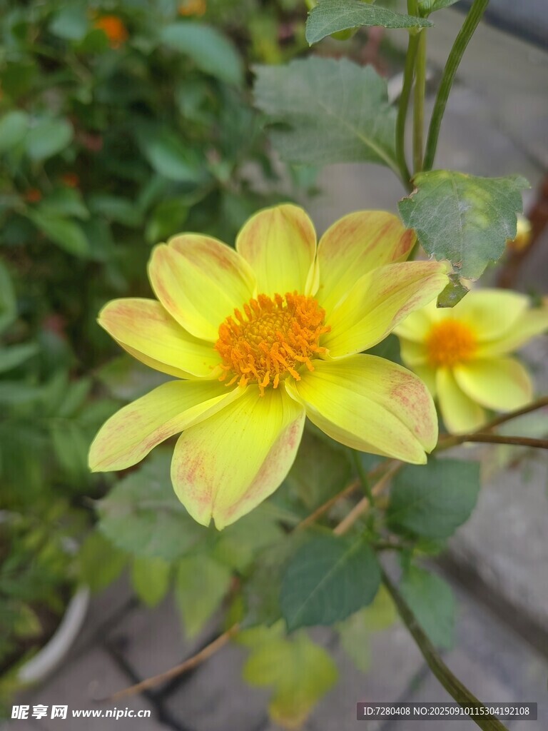 黄色小花绽放