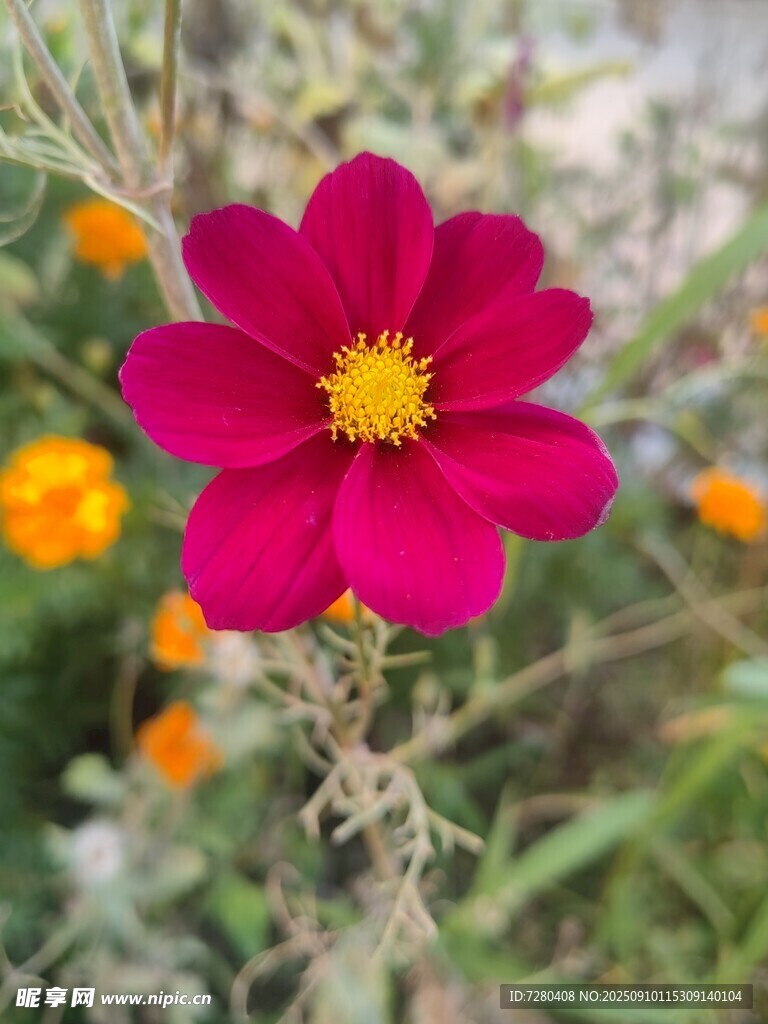 艳丽玫红花朵绽放
