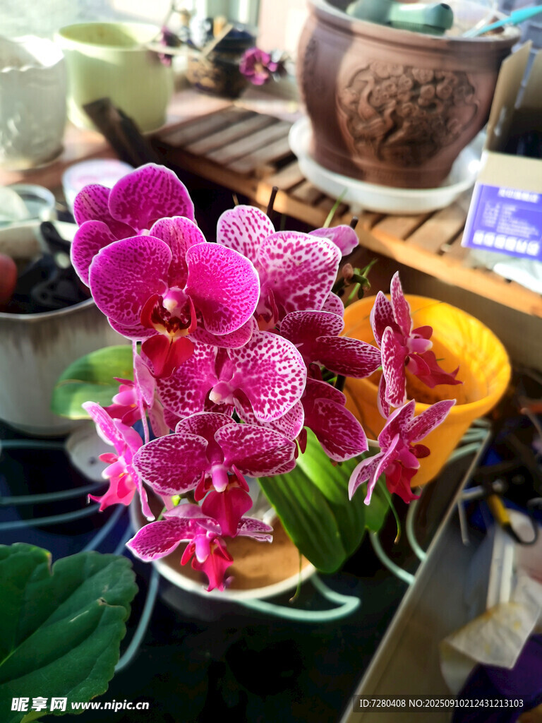多彩兰花装点精致花摊