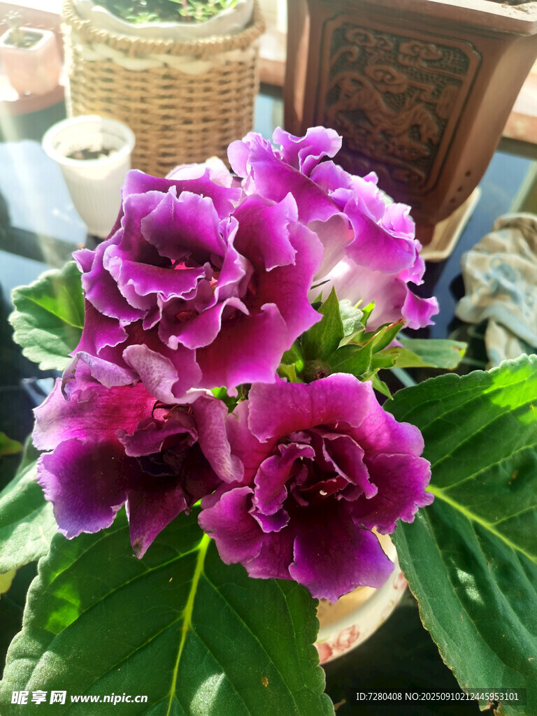 紫艳大岩桐盆栽花卉