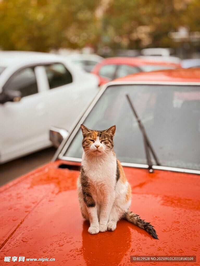 猫咪端坐红色汽车车顶