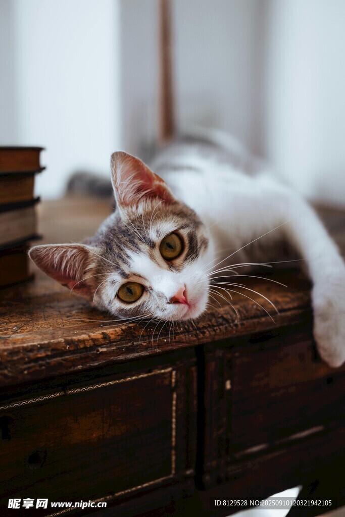 慵懒猫咪趴于复古木桌
