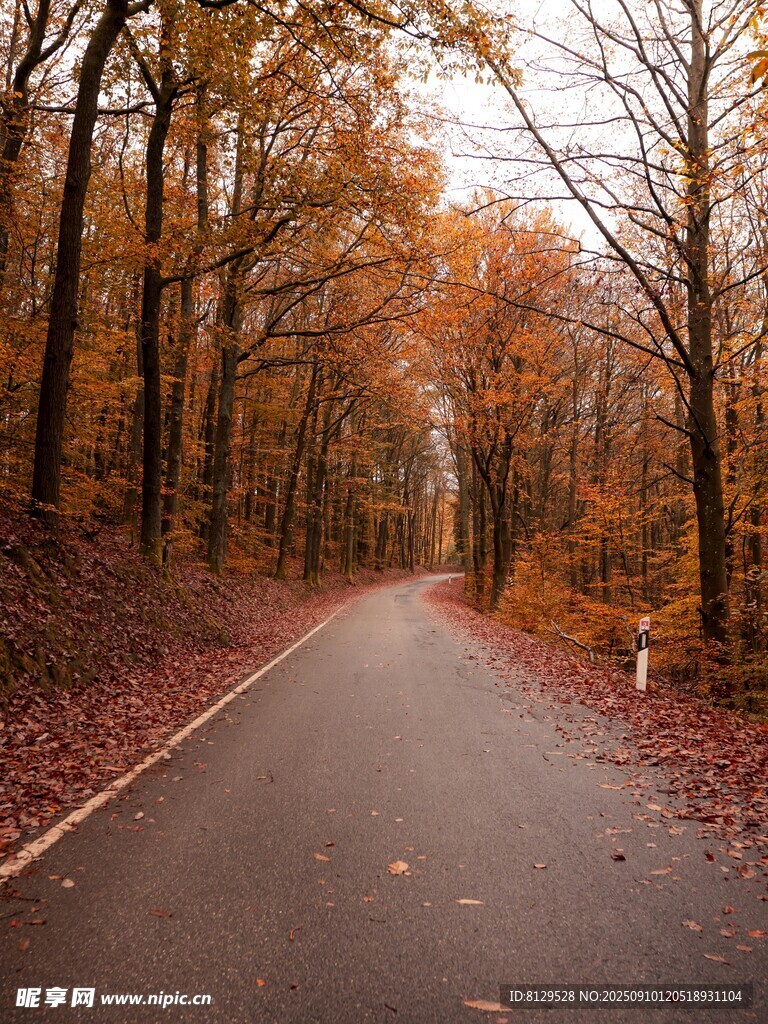 秋日林间公路美景