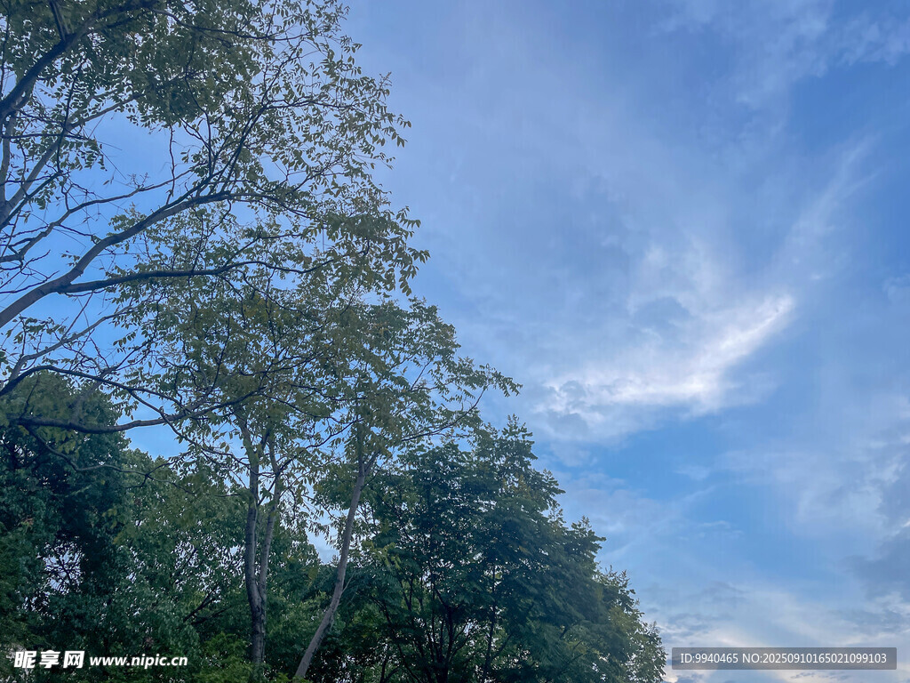 蓝天绿树间的清新景致