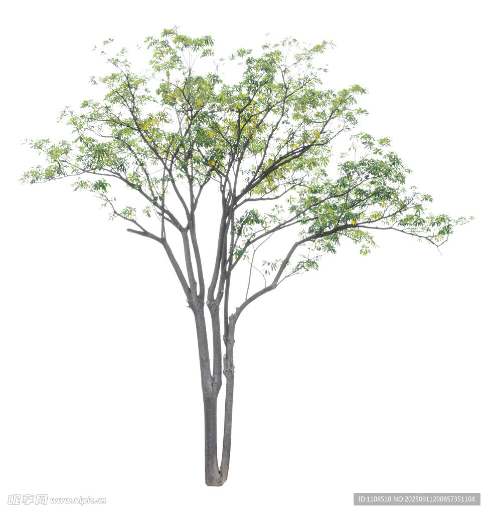 单棵绿树植物素材图
