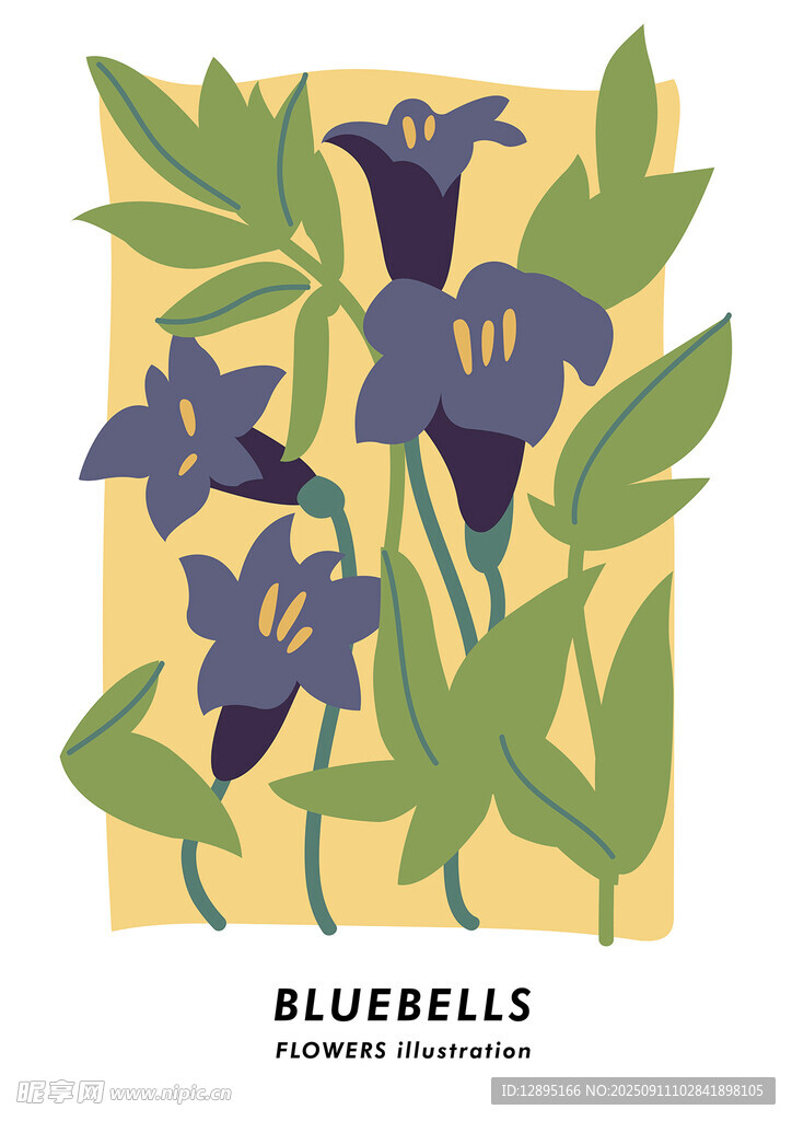 蓝铃花插画