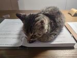 猫咪趴书本上专注模样