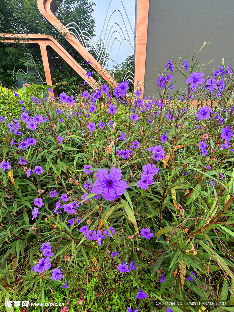 紫色小花绽放于绿植间