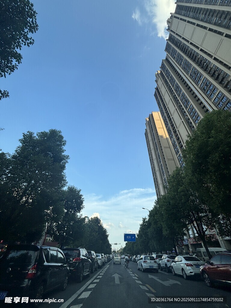 城市街道旁的高楼与绿树