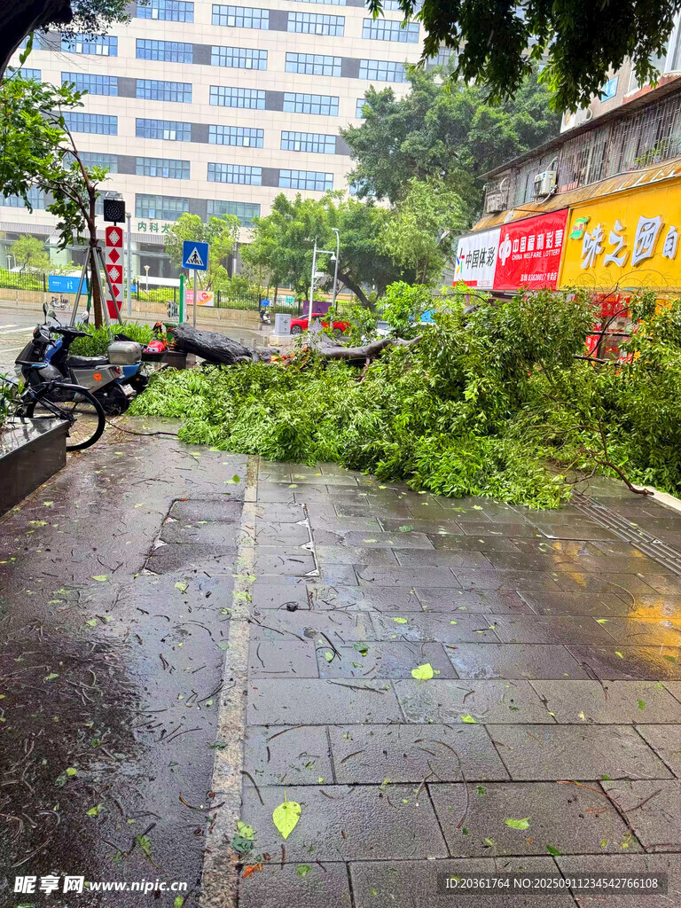 街道倒伏树木