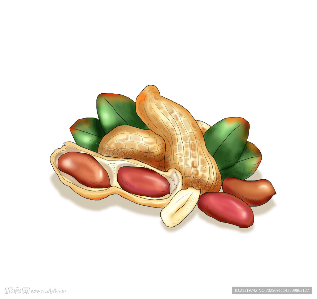 花生插画素材