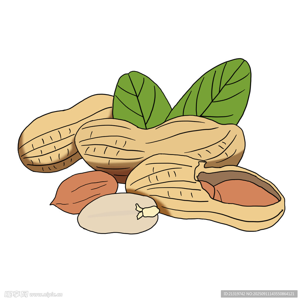 花生插画