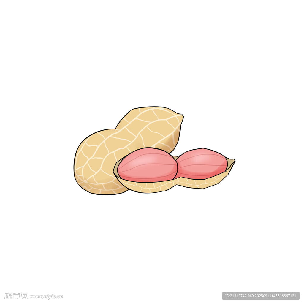 花生插画